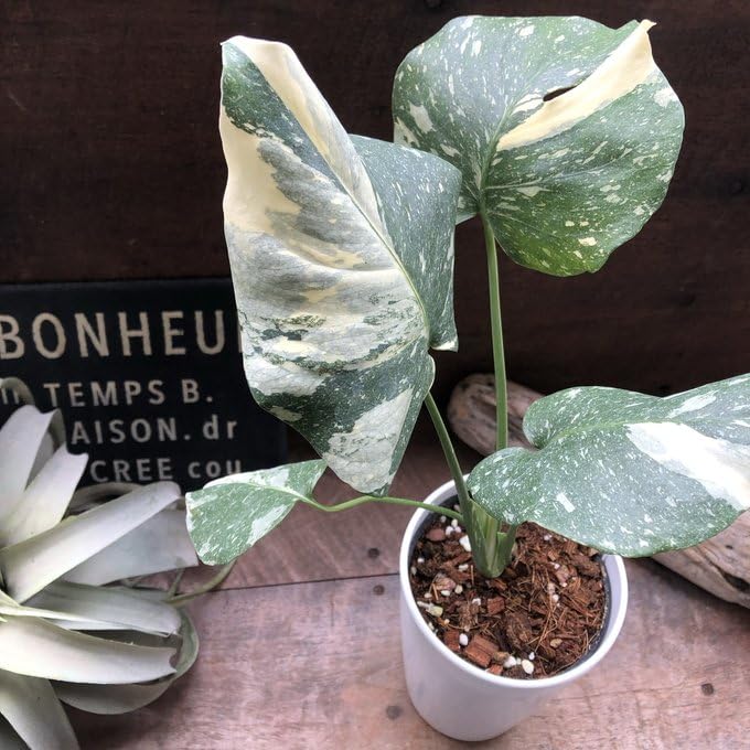 斑入り　モンステラ Amazon｜斑入りモンステラ 立派な観葉植物｜観葉植物 オンライン通販